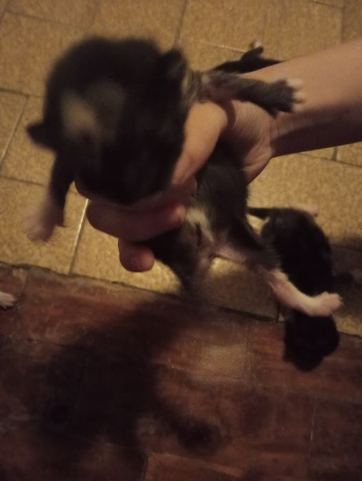 4 crias de gatos bebés