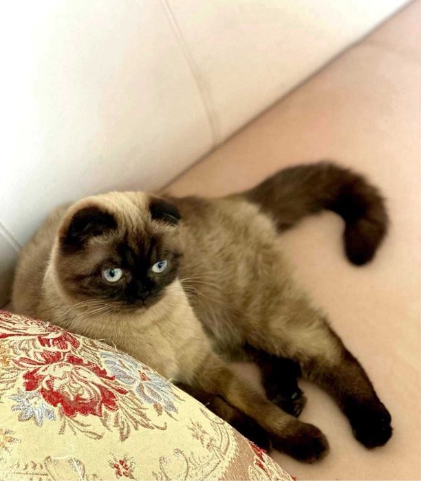 Koteczka czekoladowy point zwisłoucha