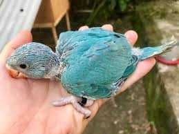 Roseicollis /Agraponis (Domésticados)