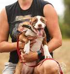 Pit Bull Red Cherry - Old  Family Red Nose import USA