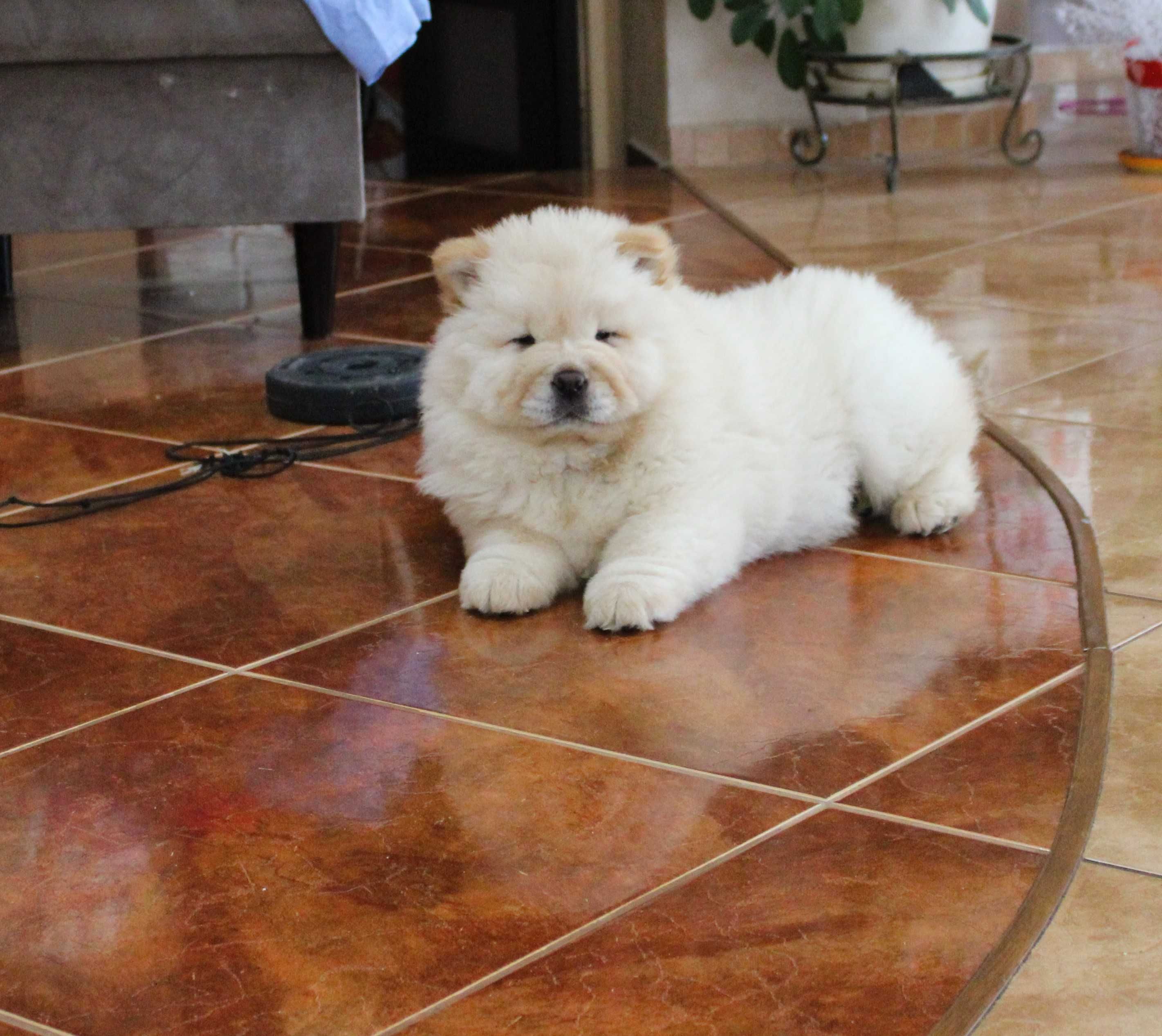 Piękna sunia chow chow