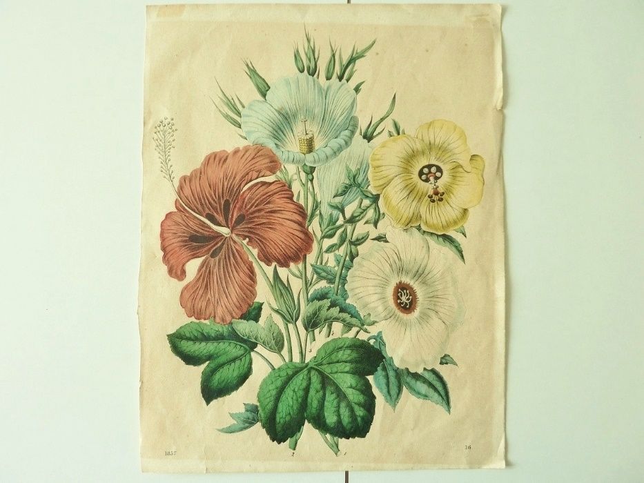 Gravura com Flores Hibiscus 1857