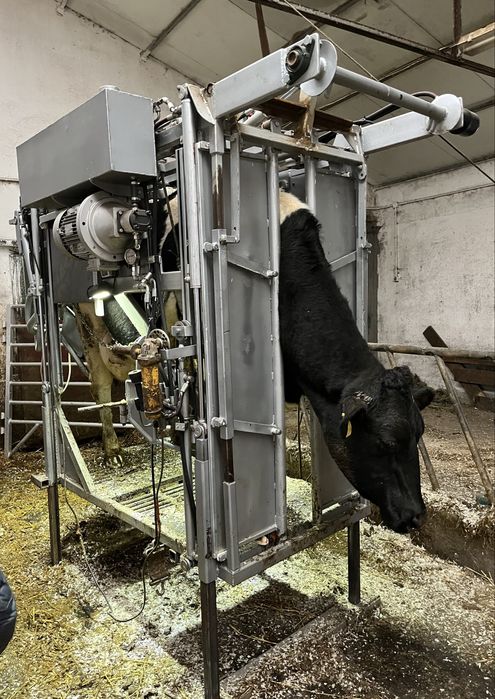 HoofCare korekcja racic u bydła