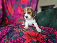 BEAGLE-piesek, ZKWP ,potencjał wystawowy