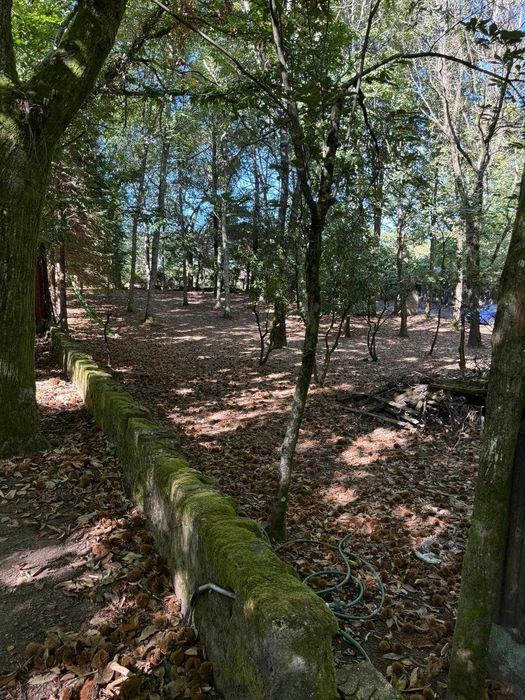 Espaço para Festas- Bosque do Choupal