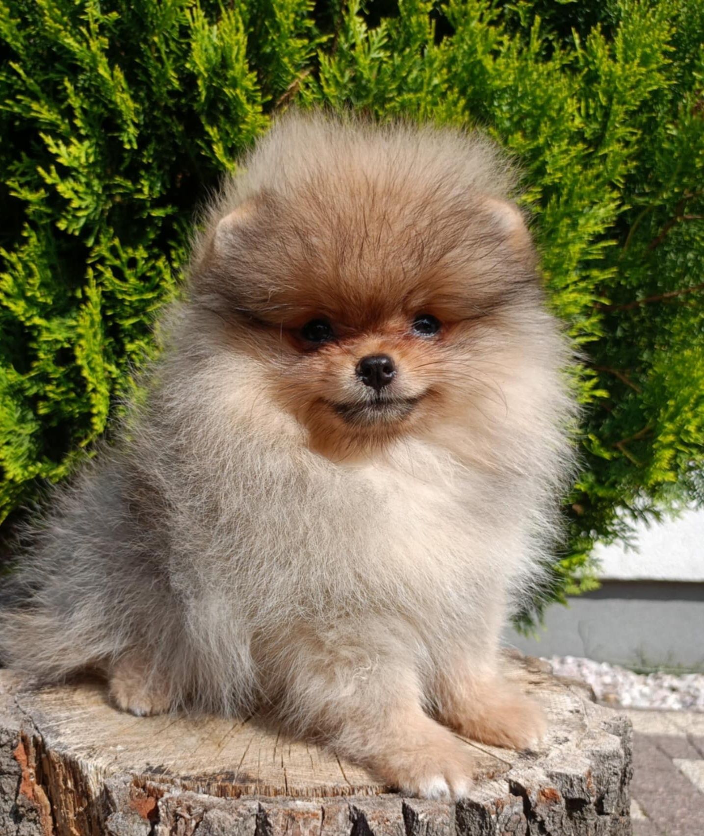 Pomeranian suczka