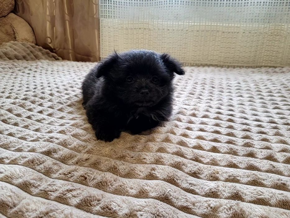 Чорненький хлопчик шпіц