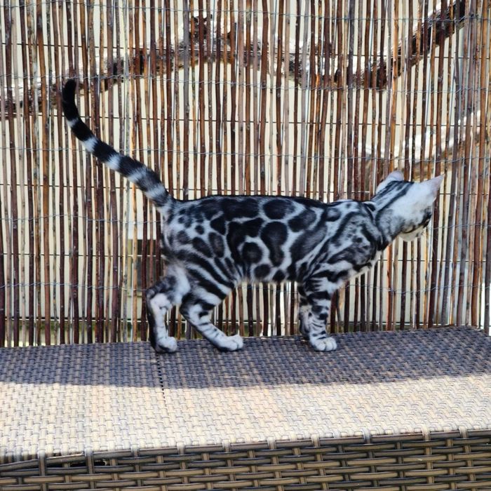 Bengal Silver — Elegância Selvagem Linhagem de elite | Vi'ana Cats