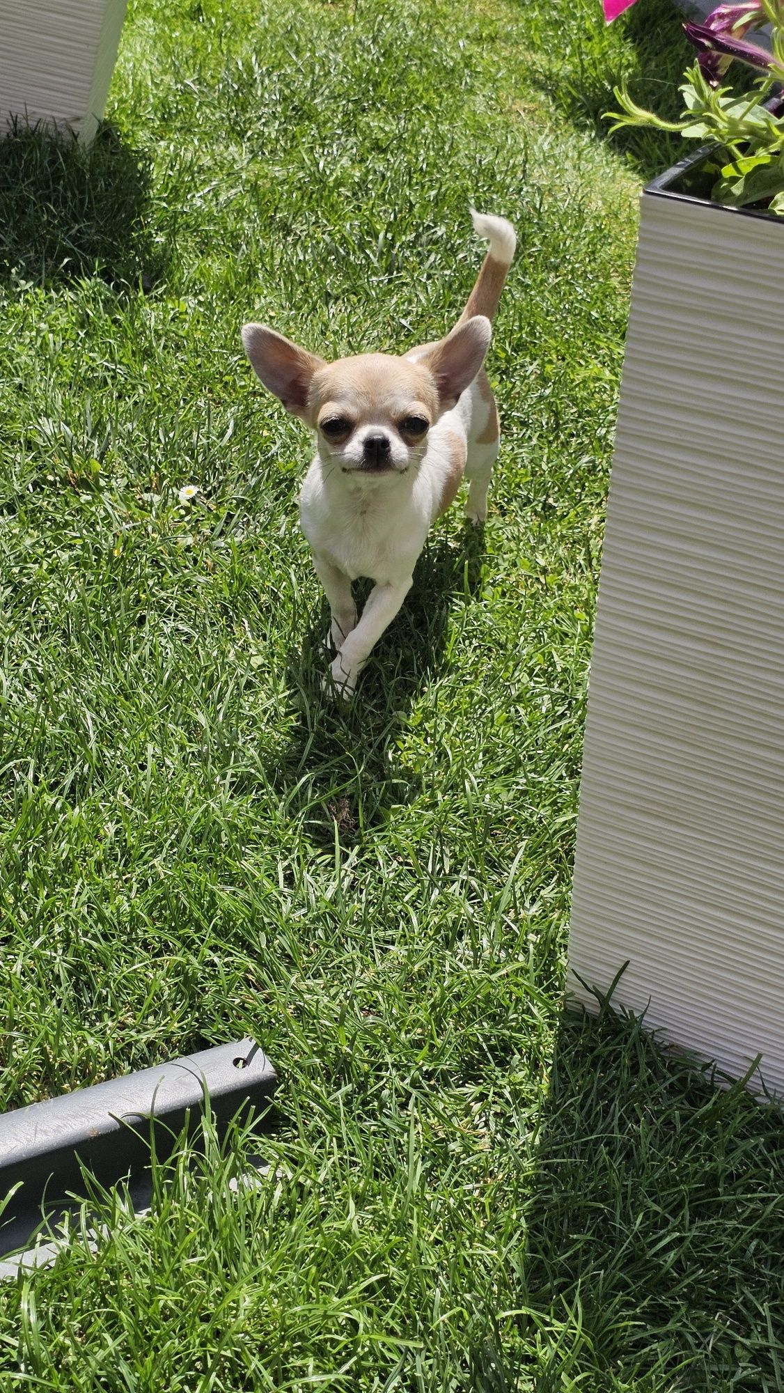 chihuahua dziewczynka