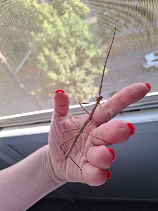 комахи - примарки (паличники) в добрі руки ПОДАРУЮ