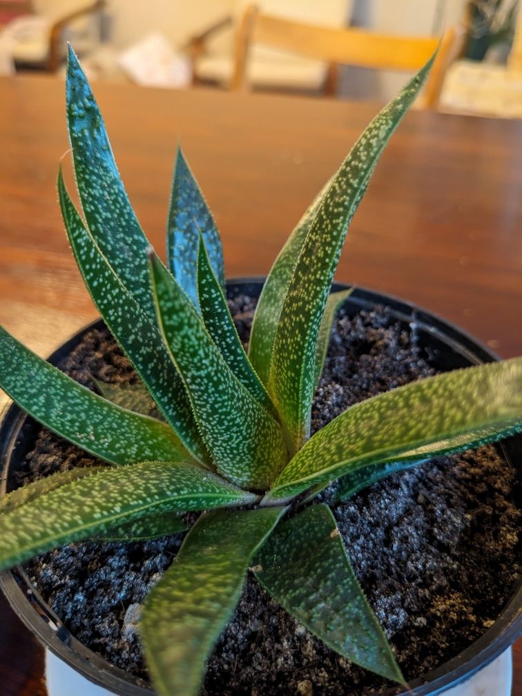 Kaktusy sukulenty aloes tygrys,i opuncja, noga słonia, sanseveria