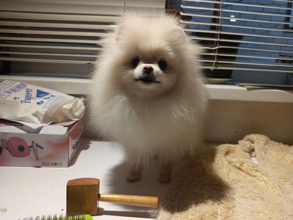 Померанський Шпіц