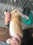 Coelhos  varias cores