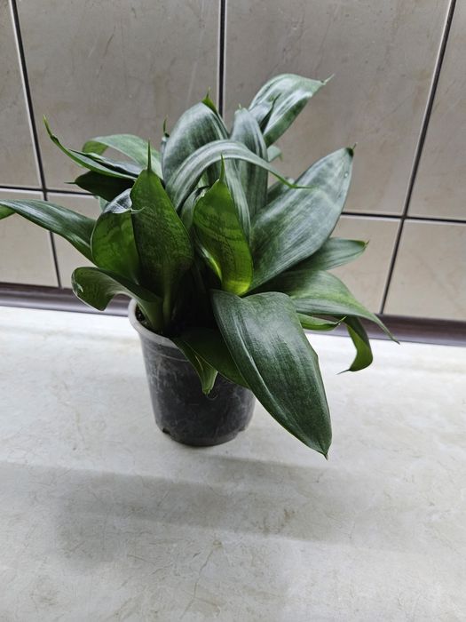 Sansevieria doniczka
