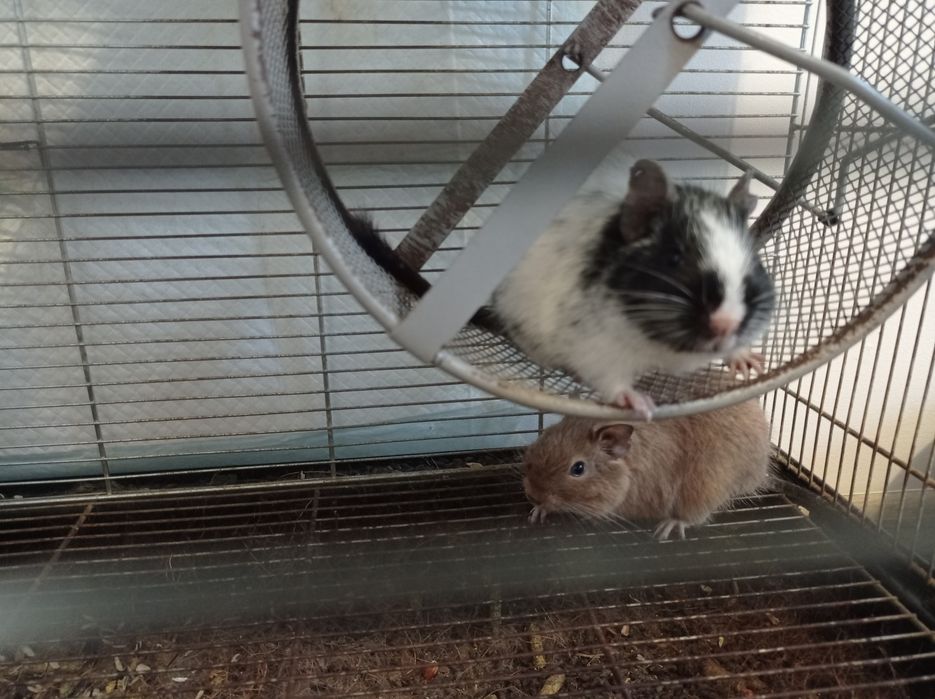 Koszatniczki z klatką