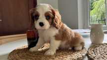 Cavalier King Charles Spaniel -doskonały Pies-z Rodowodem. Chip.