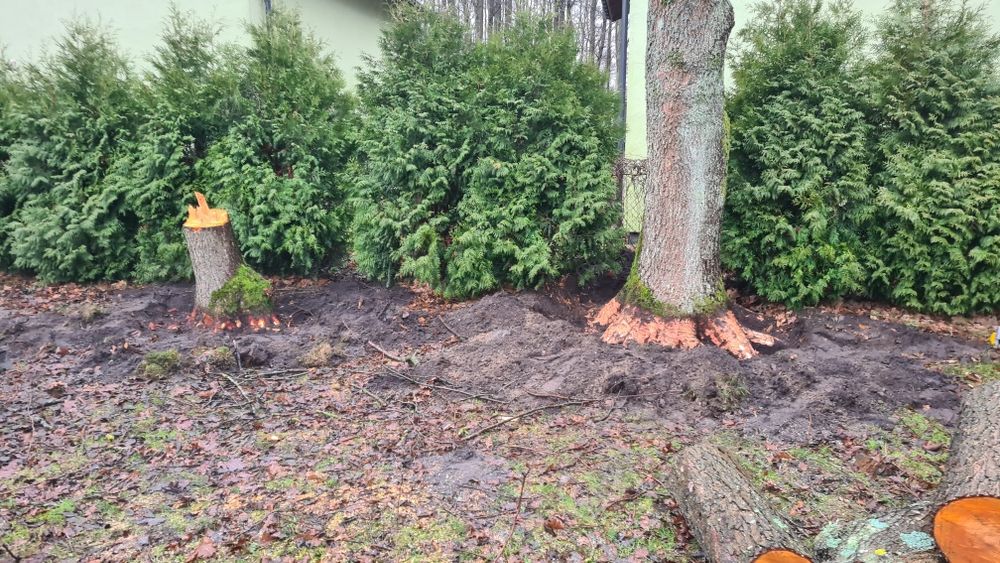 Wycinka drzew przycinanie wywóz gałęzi Rębak karczowanie terenów