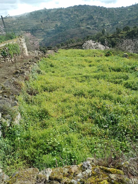 Casas, quintais, Arrumos, terrenos no Castedo