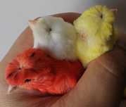 Canários poupa alemão e canários sem poupa.