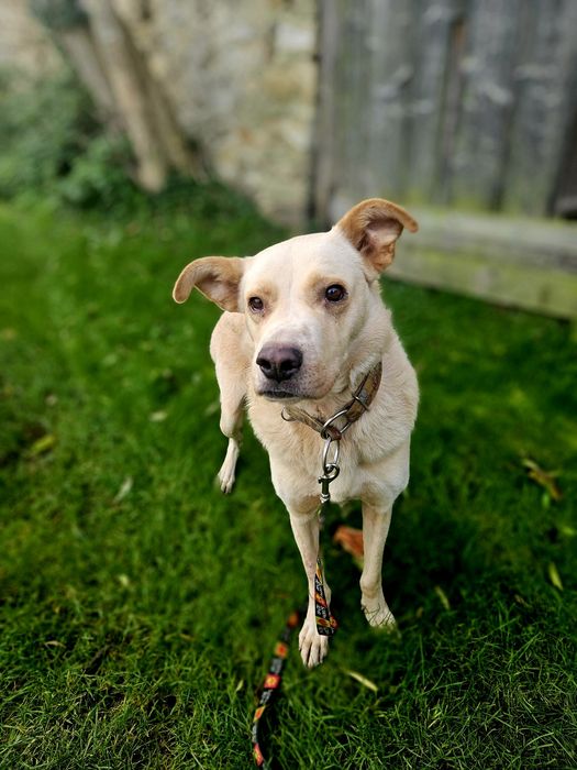Brego z charakterem labradora szuka domu!