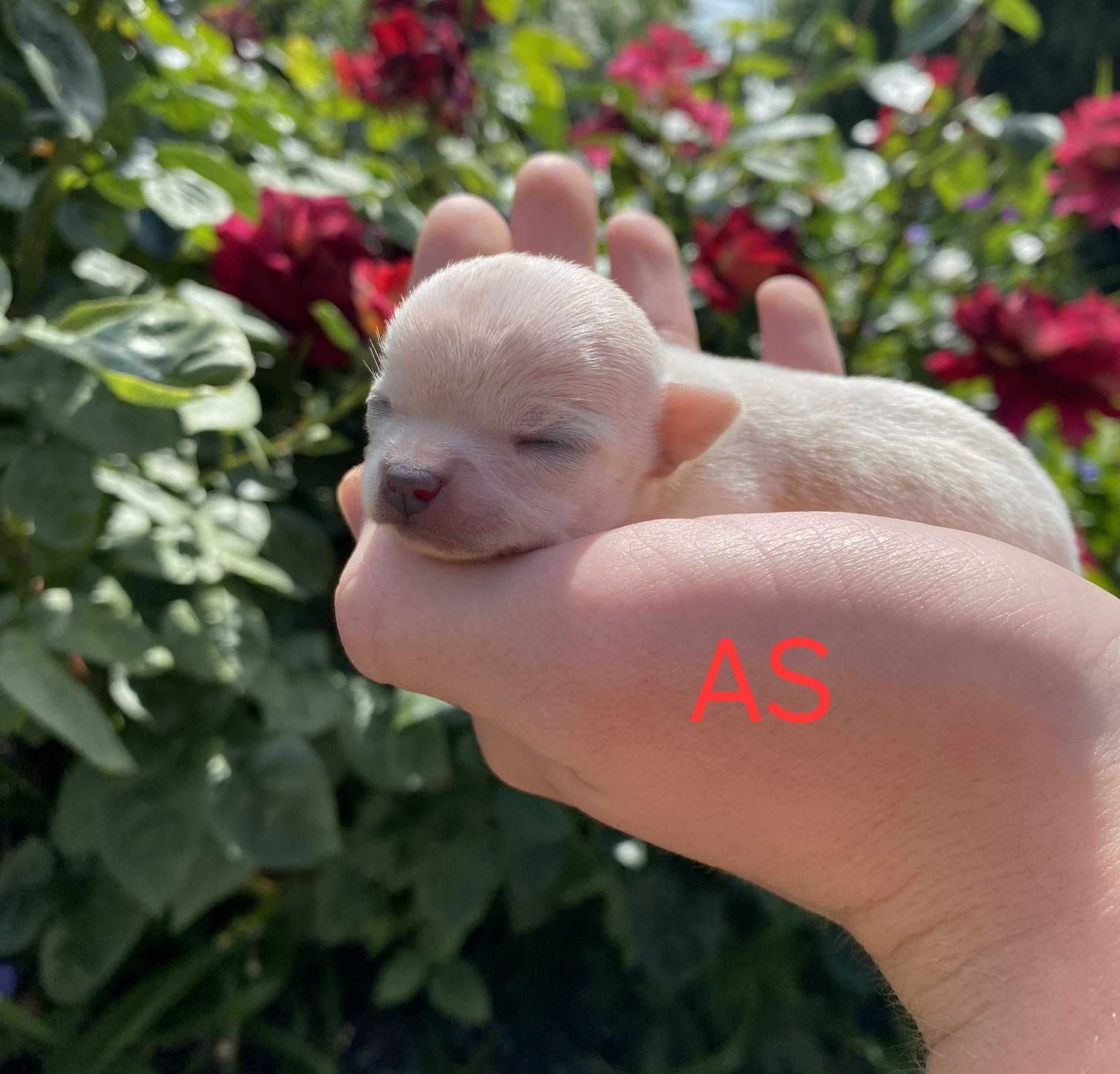 Śliczny chłopiec Chihuahua