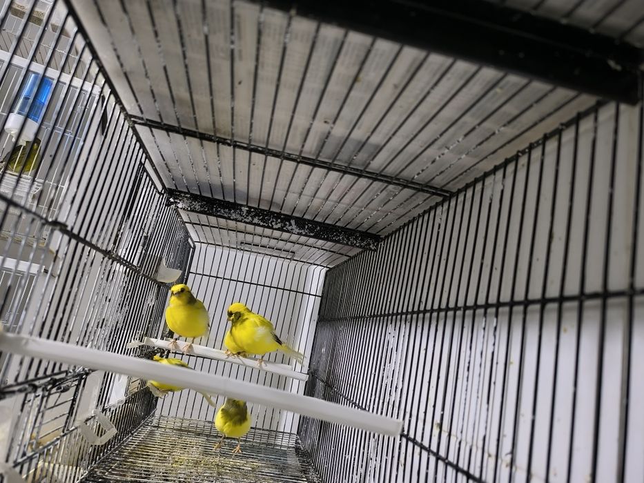 Canários Border disponíveis