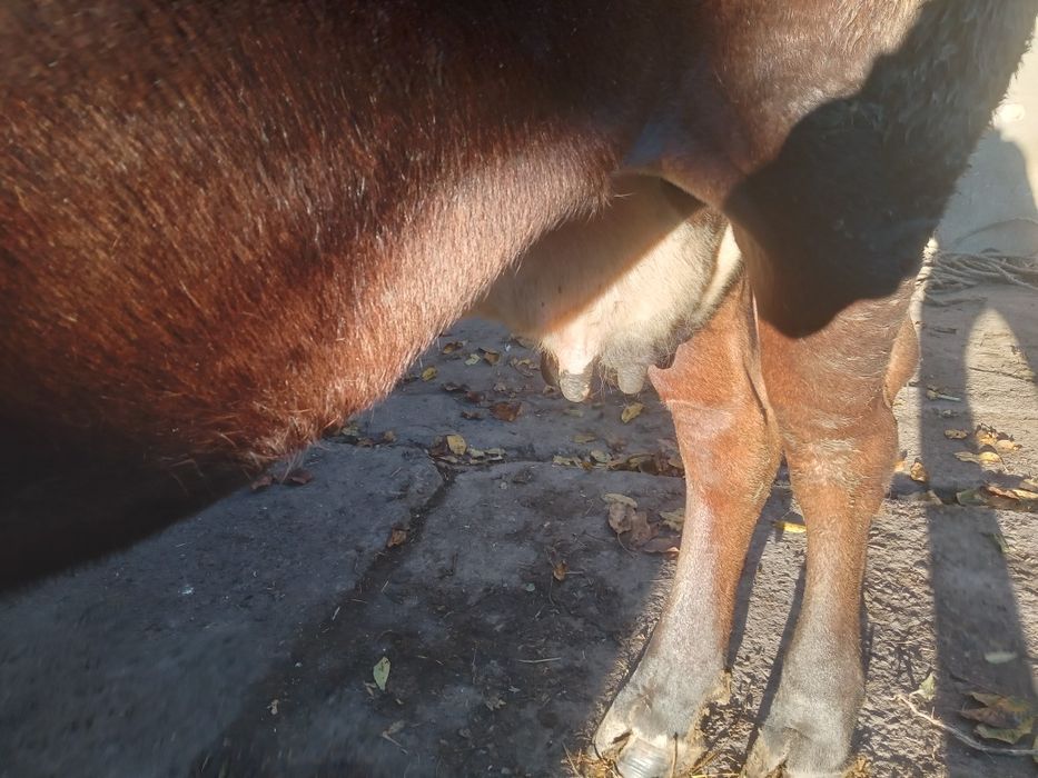 Продам добру молоду корову