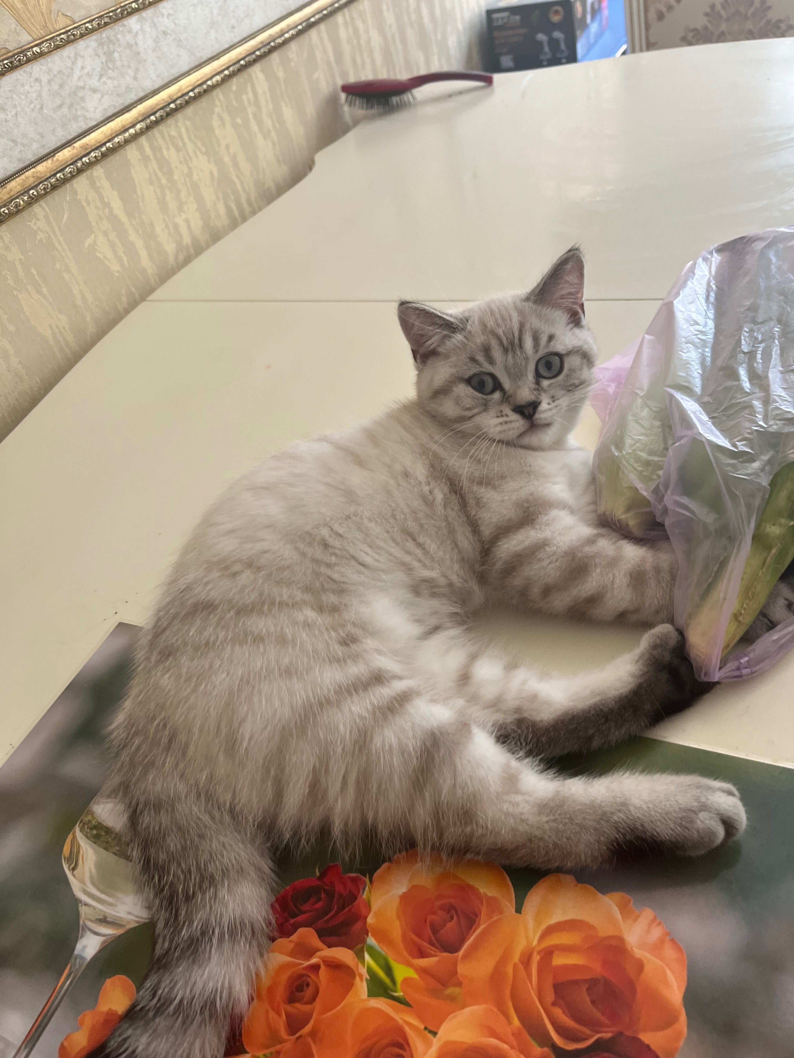 Очаровательные котята британцы серебристая шиншилла
