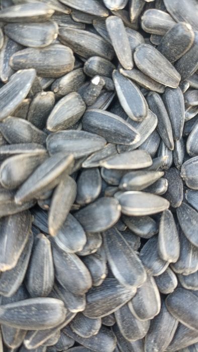 Продам соняшник для жарки,кондитерський очищений.