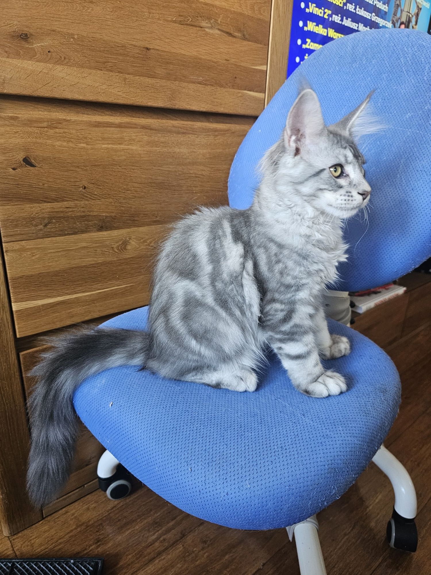 Piękny kocurek Beethoven Maine coon  niebieski pręgowany
