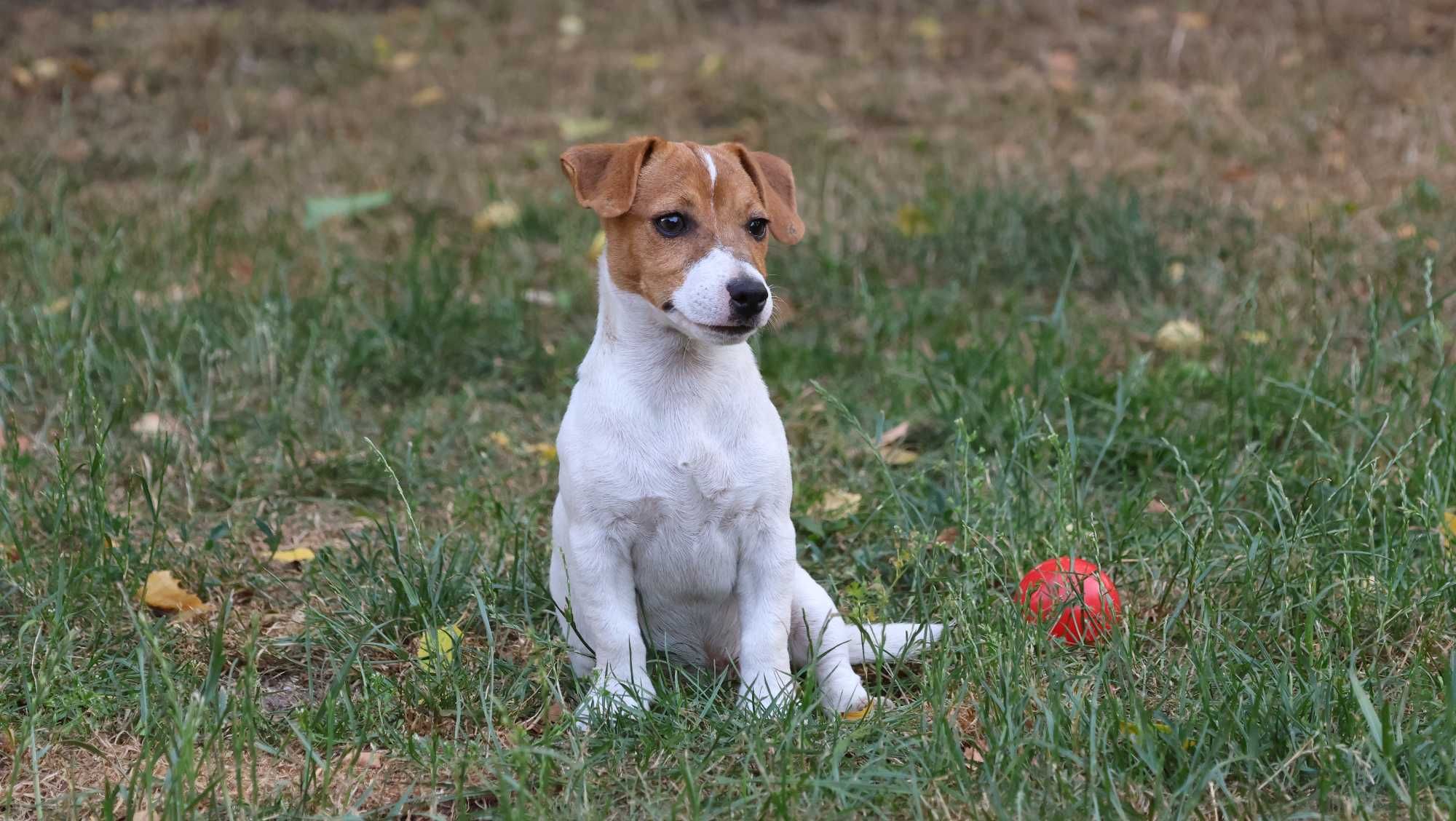 Sympatyczny , nieduży piesek Jack Russell Terrier ZKwP FCI