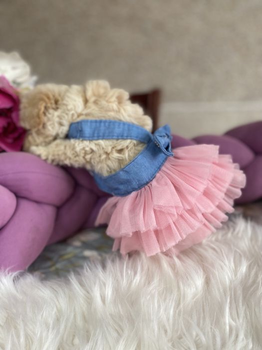 Мальтипу ф1 vip якості