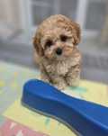 Maltipoo disponível