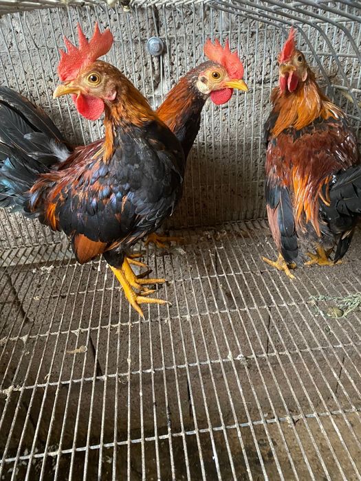 Porcos vietnamitas/frangos/perus/garnisos