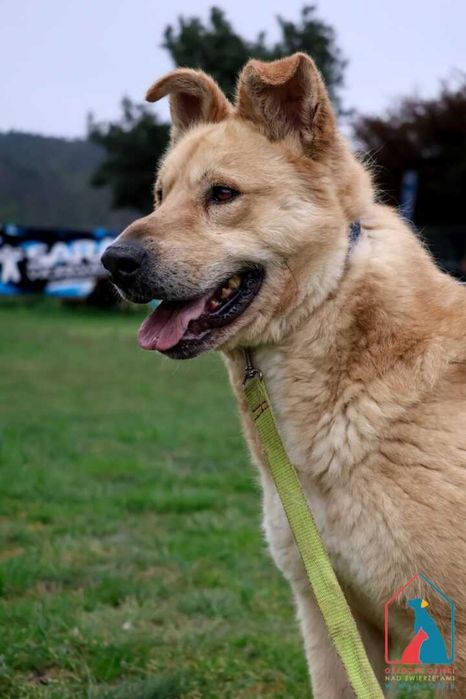 Piesek Toro szuka domu