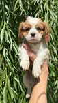 Cavalier king charles spaniel chlopak samiec