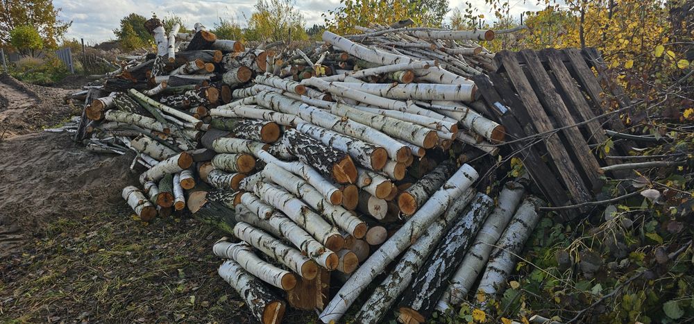 Drzewo opalowe Brzoza