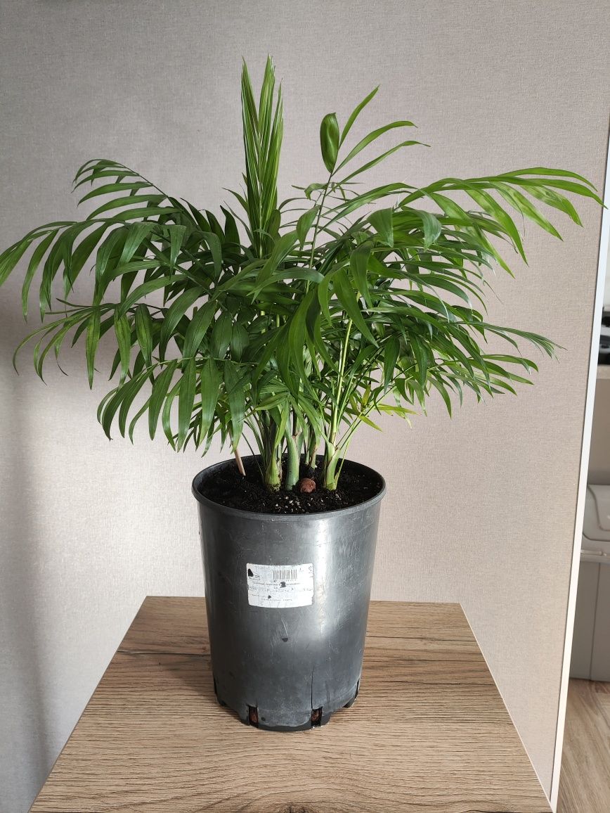 Кімнатна рослина Хамедорея (пальма)
