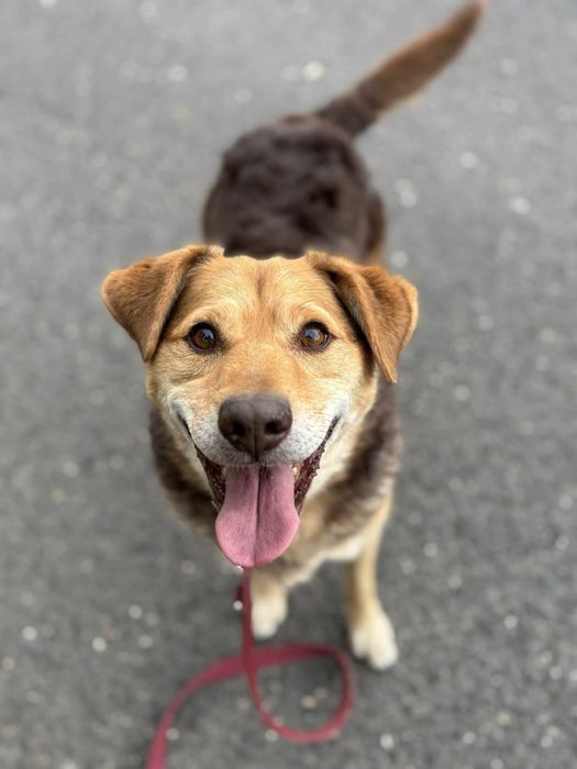 Proludzki, czuły, wspaniały Jacek czeka na dom już prawie 4 lata