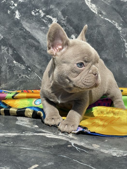 Крихітна дівчинка французького бульдога