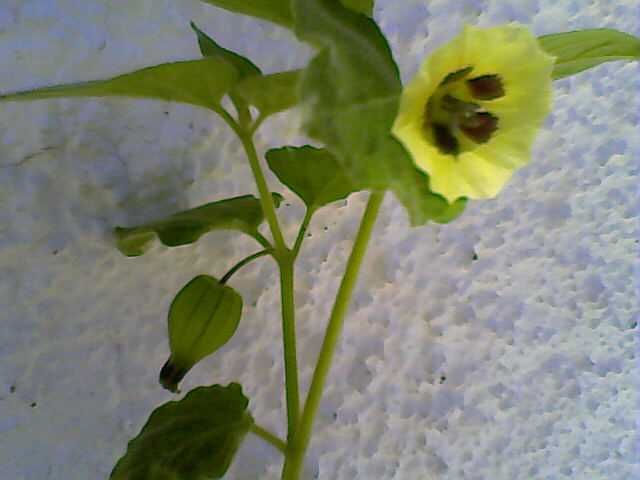 Fisális (PHYSALIS)