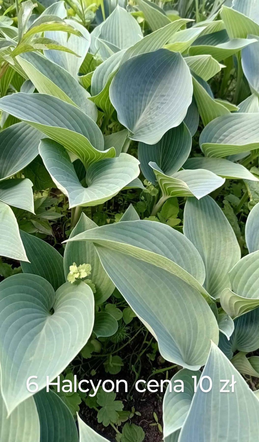 HOSTA Funkia rośliny