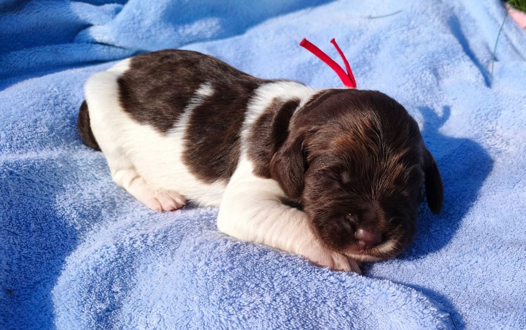 Szczeniaczek SPANIEL NIEMIECKI / Płochacz Niemiecki / Wachtelhund