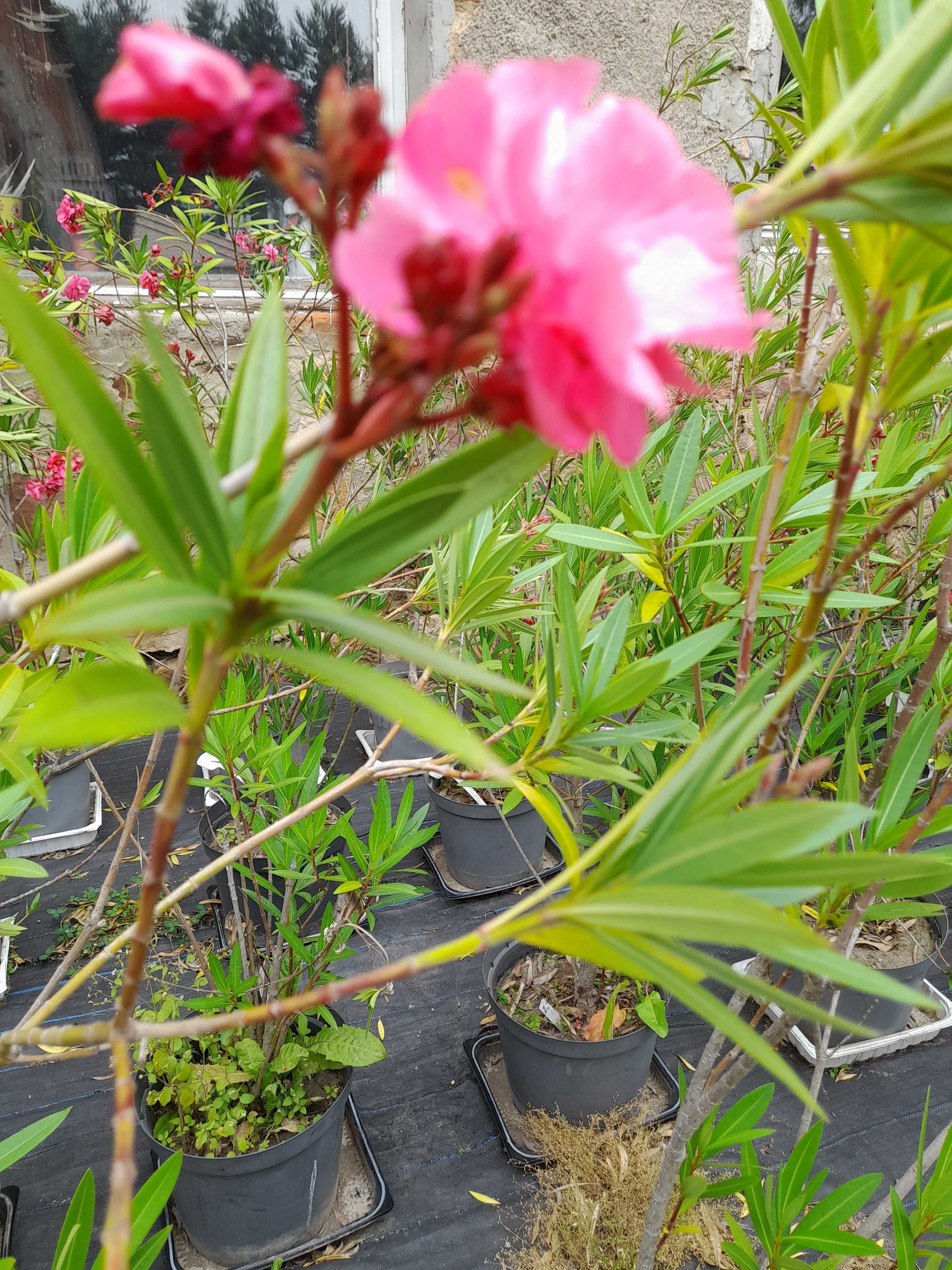 Oleander drzewko
