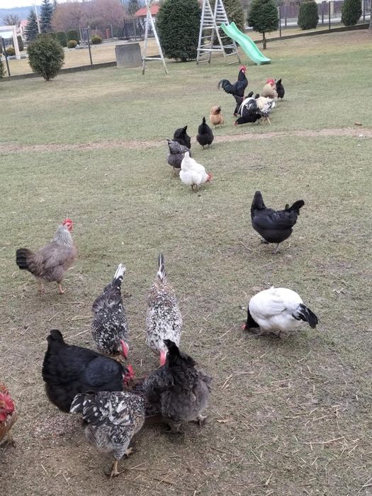 Sprzedam jajka lęgowe