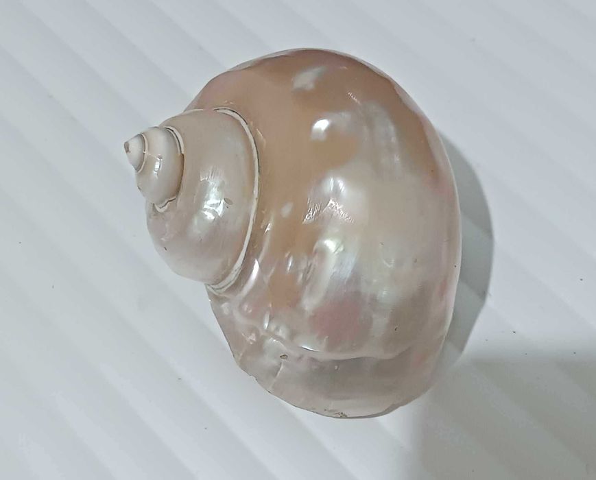 Vendo búzios de vários tamanhos.