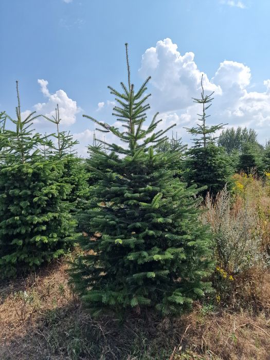 Jodła Kaukaska plantacja Dania