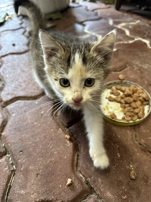 ODDAM Piękne bardzo mądre kotki koty bure, biało szara i biało ruda