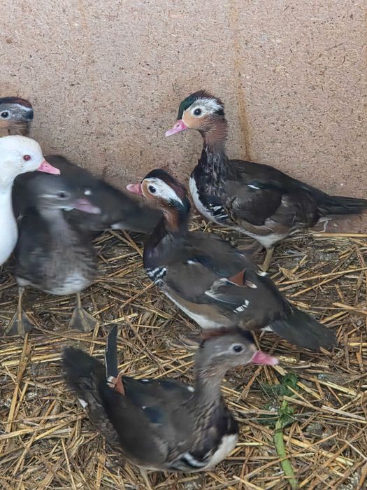 Kaczki mandarynki kaczorki