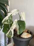 Monstera variegata jovem